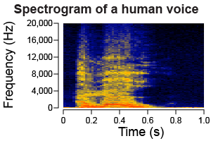 Spectrogram of a human voice